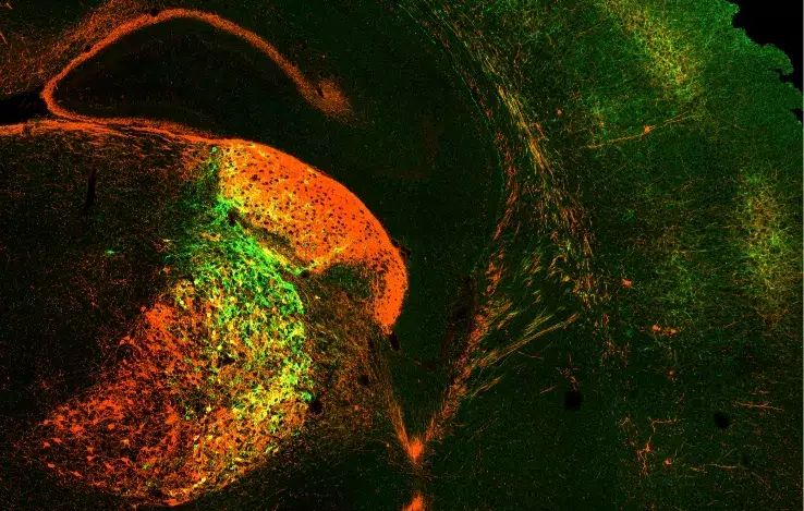 illustration adult mouse brain