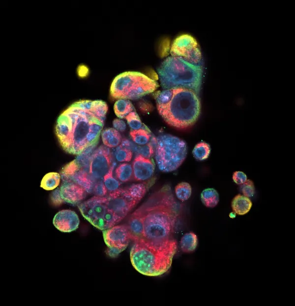 Image created with microscopes in BIC.