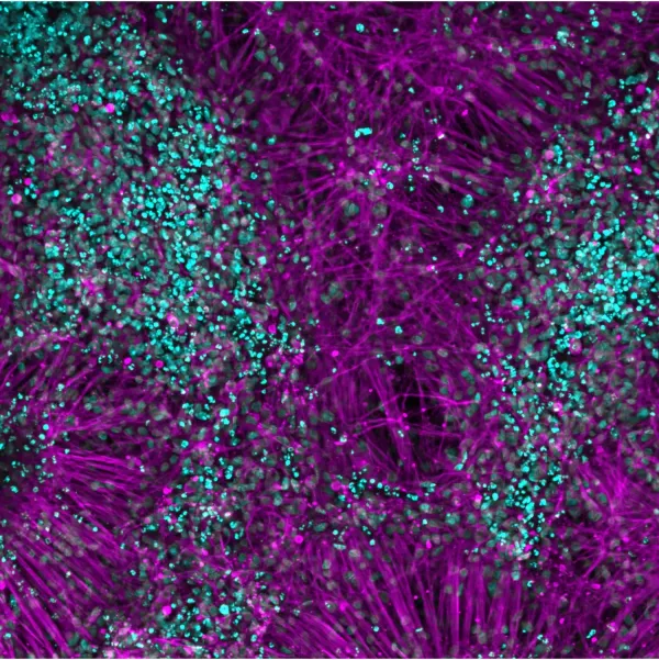 Image created with BIC microscope.