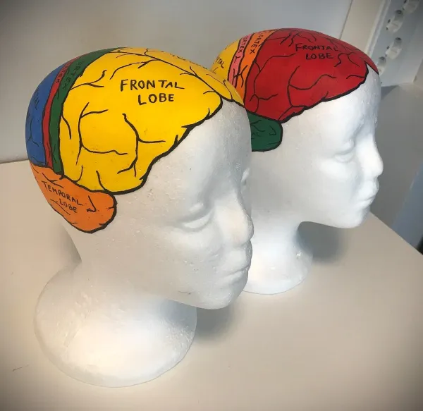 Två modeller av huvuden i frigolit. Det är olika hjärnregioner påmålade på huvudena.