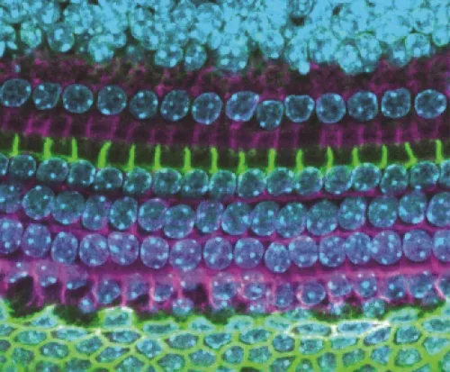 image of the inner ear
