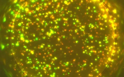 Yellow and green dots.